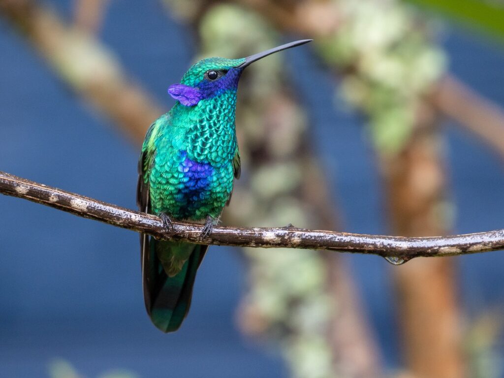 Las aves más simbólicas de Colombia - Colibrí coruscante 