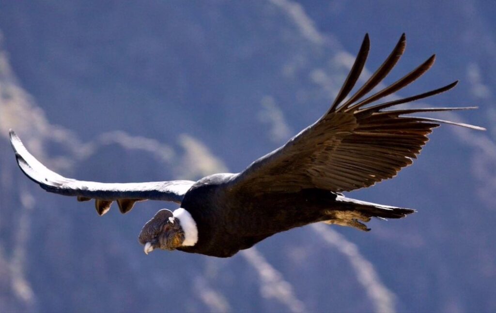 Las aves más simbólicas de Colombia - Condor de los andes