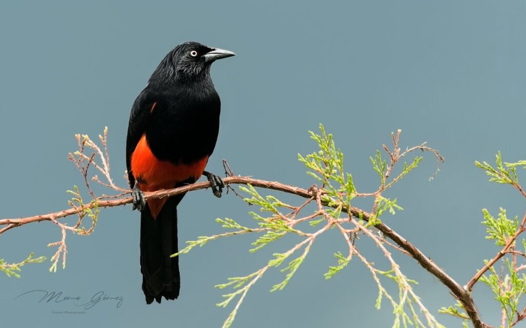 Las aves más simbólicas de Colombia - Cacique candela