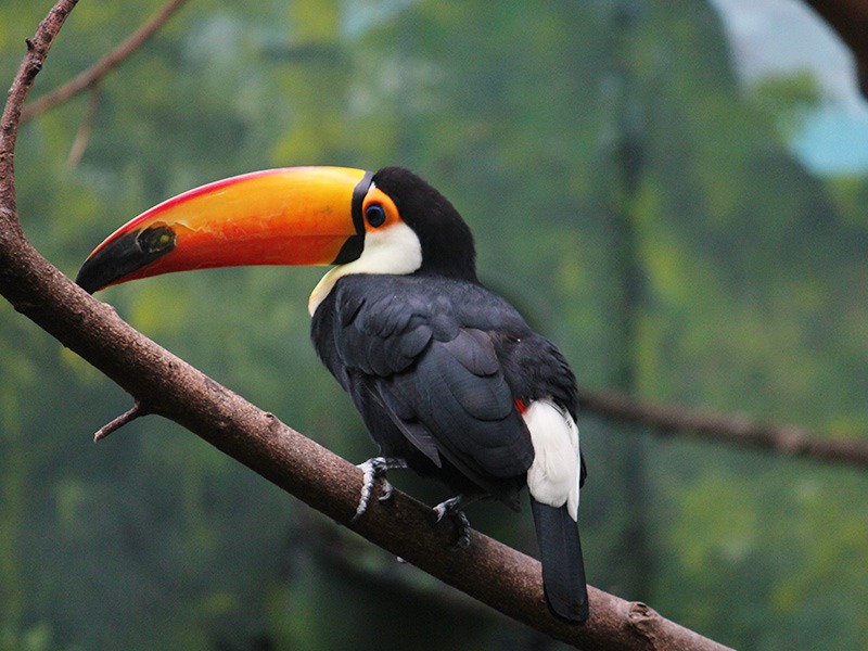 Las aves más simbólicas de Colombia - Tucan toco