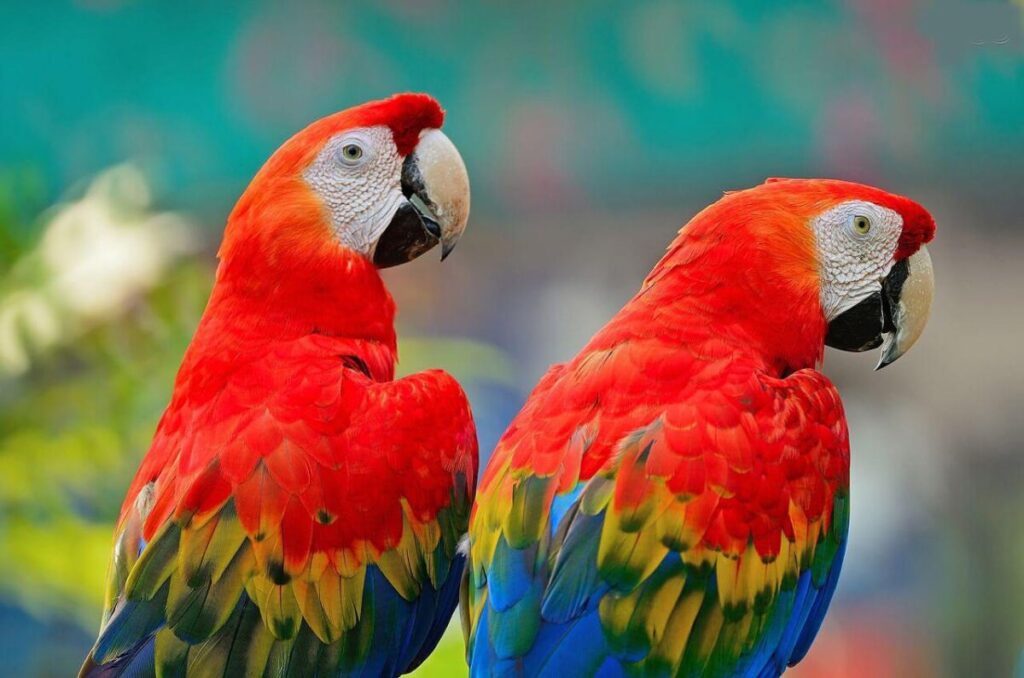 Las aves más simbólicas de Colombia - Guacamaya Bandera
